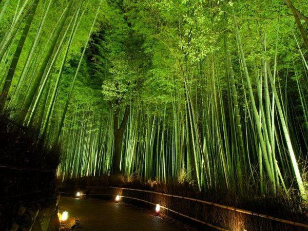 柏 一吾山房 Haku Ichigo-Sanbo Villa Kyoto Ngoại thất bức ảnh